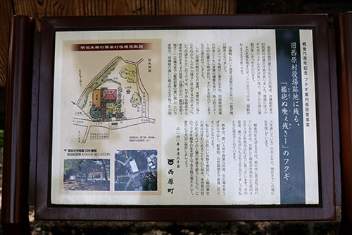 「艦砲ぬ喰ぇ残さー」のフクギの画像1