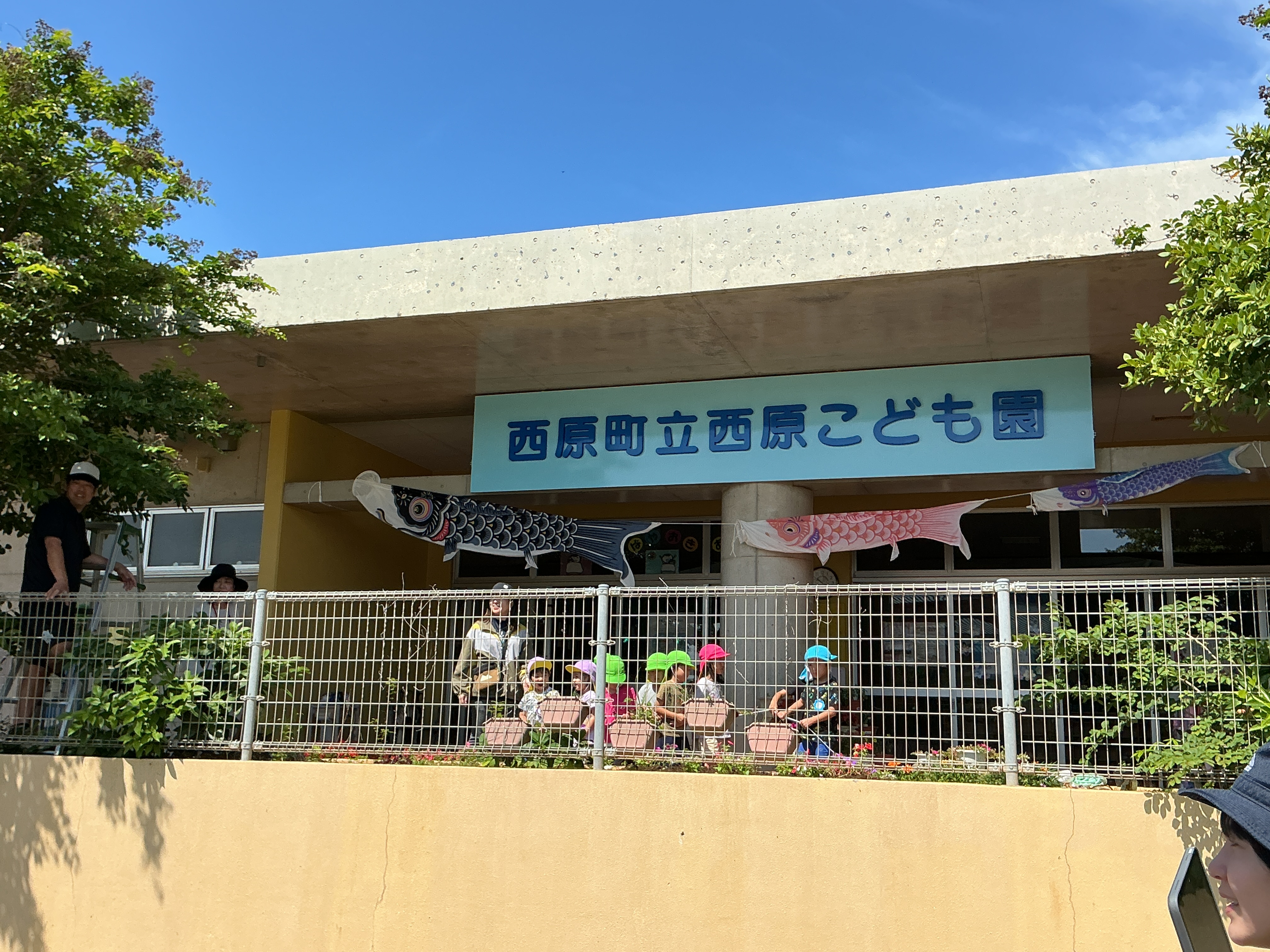 こいのぼり掲揚2